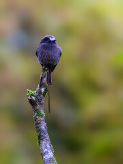 Long-tailed Tyrant on stick in Atlantic Forest, Brazil