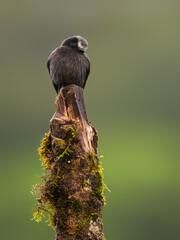 Long-tailed Tyrant on stick in Atlantic Forest, Brazil