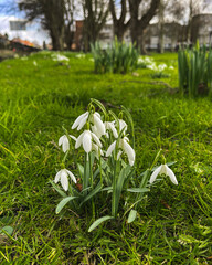 Fototapeta premium snowdrops in the park