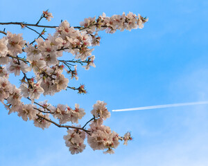 cherry blossom in spring