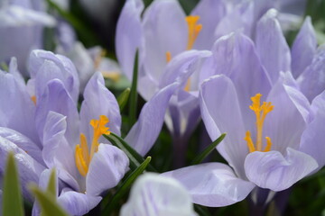 Light purple crocuses grow in the grass in the park
