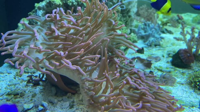 Eine Kupferanemone in einem Meerwasser Aquarium.