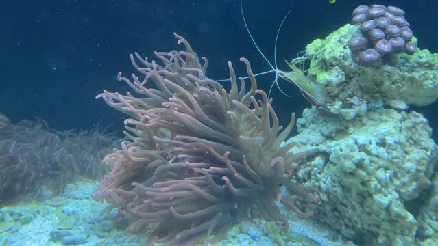 Eine Kupferanemone in einem Meerwasser Aquarium.
