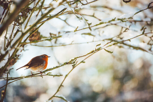 A robin sitting in a snowy tree