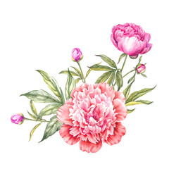 Red watercolor peony. Floral isolated illustration.