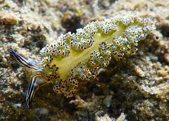 Costa Rica Sea Life