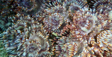 Costa Rica Sea Life