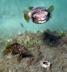 Costa Rica Sea Life