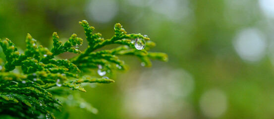 plants with water drops and selective soft focus for banner background.ecology medicine body care concept