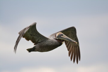 Brown Pelican in Florida