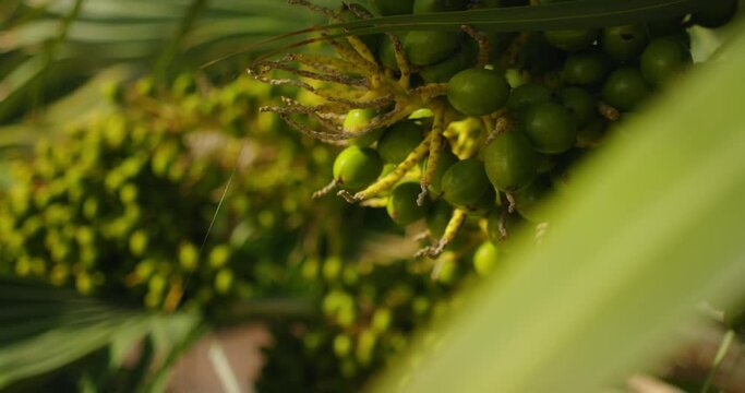 Green betel nut fruits hanging on areca palm tree.
