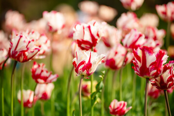 Red and white tulip flowers