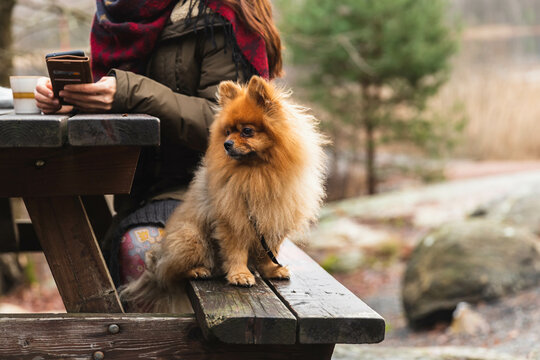 A small dog sitting on a bench outside in a resting place