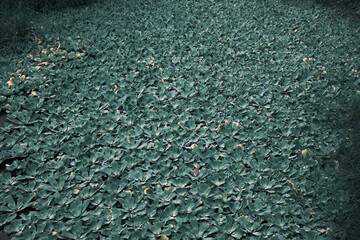 texture of plants on a river