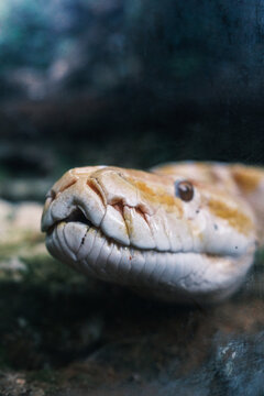 close-up photo of an albino yellow python's face