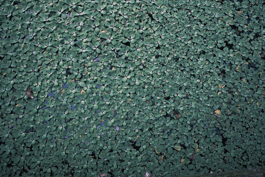 texture of plants on a river