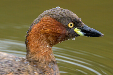 かいつぶり　目　アップ　