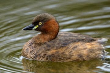 かいつぶり　目　アップ　