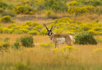 Pronghorn Antelope during rut