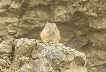 Pika feeding before winter