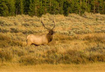 Obraz na płótnie Canvas Bull Elk during Fall Rut