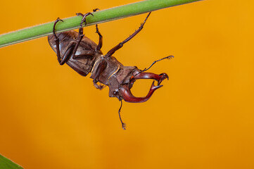 The stag beetle 