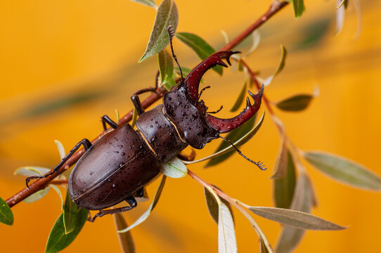 The stag beetle 