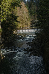 bridge in the forest
