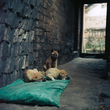 Three puppies sleeping in the corner