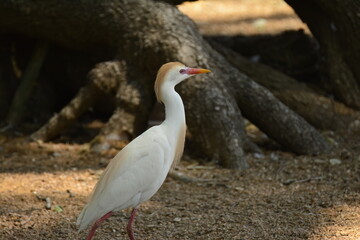 Cattle Egret in Texas