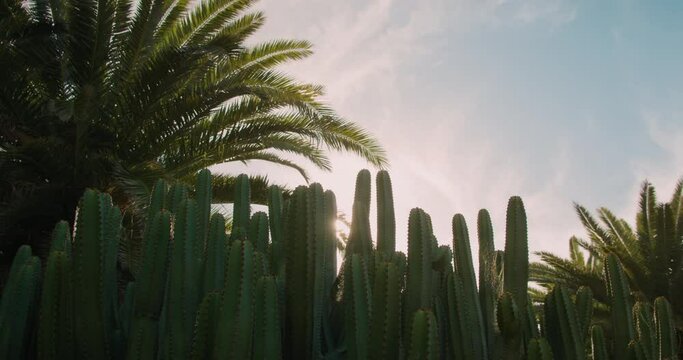 Palm tree leaves and cactus bush Euphorbia canariensis or Canary Island spurge against blue sunset sky. Plant symbol of Gran Canaria.