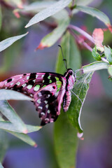 Butterflies with flowers