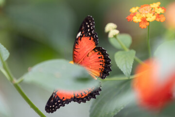 Butterflies with flowers