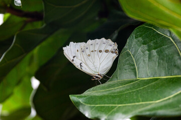 Butterflies with flowers