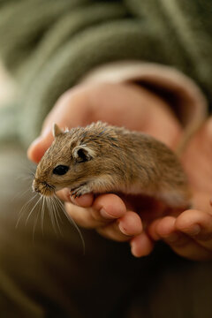 tiny little gerbil