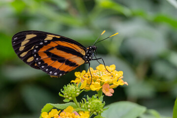 Butterflies with flowers