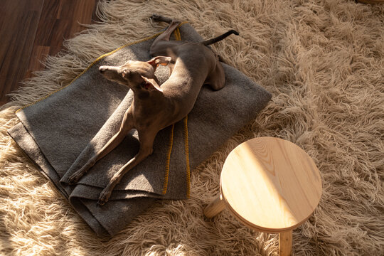 Italian Greyhound Dog Lying on Cosy Blanket