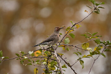 Male Northern Flicker in a tree