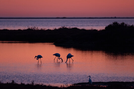 Flamingos fishing on lake at sunset