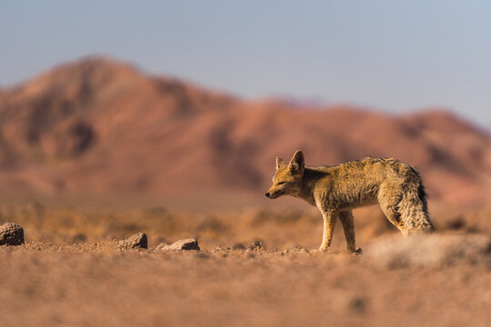 Andean Fox in Atacama