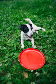 Dog on green grass with frisbee near