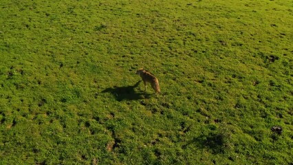 2023 - Excellent aerial footage of a coyote running towards a cow on a hillside in Gaviota, California.