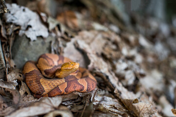 Gravid (pregnant) northern copperhead from Connecticut 