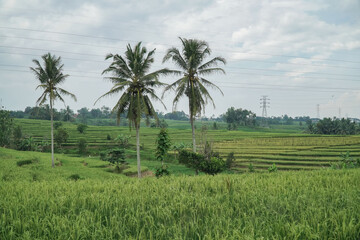 Obraz premium rice field in island