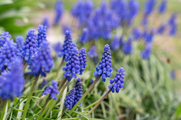 Muscari grape hyacinth bluebell flower in spring garden