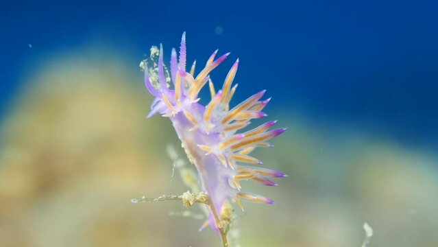 nudibranch flabellina nudi branch nudybranch  underwater slug ocean scenery