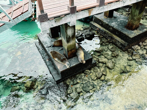 Sea Lions Lounging on a Pier