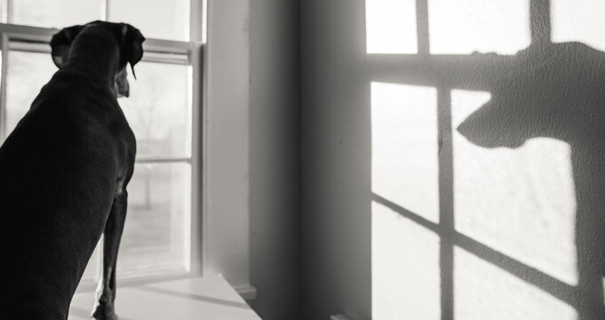 Dog with paws on a large window sill and looking outside
