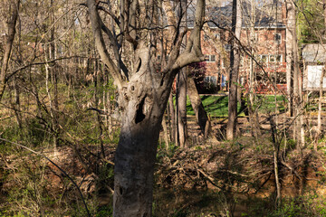 Hidden Mansion Tucked into the Woods