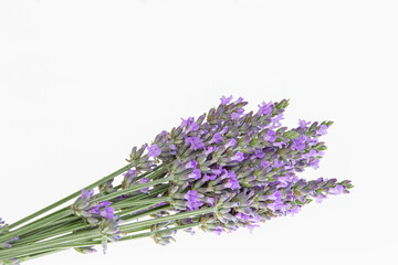 Lavender bouquets on an isolated background. Purple flowers.